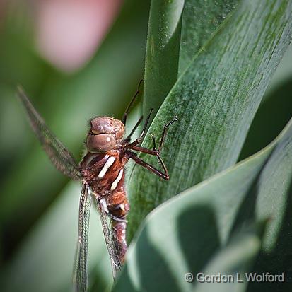 Dragonfly_25487.jpg - Photographed at Ottawa, Ontario, Canada.